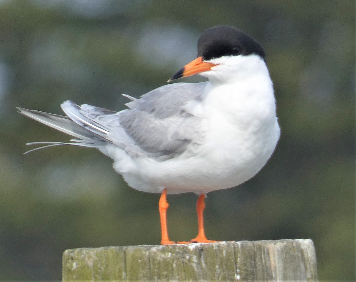 Forster's Tern - ML161442841