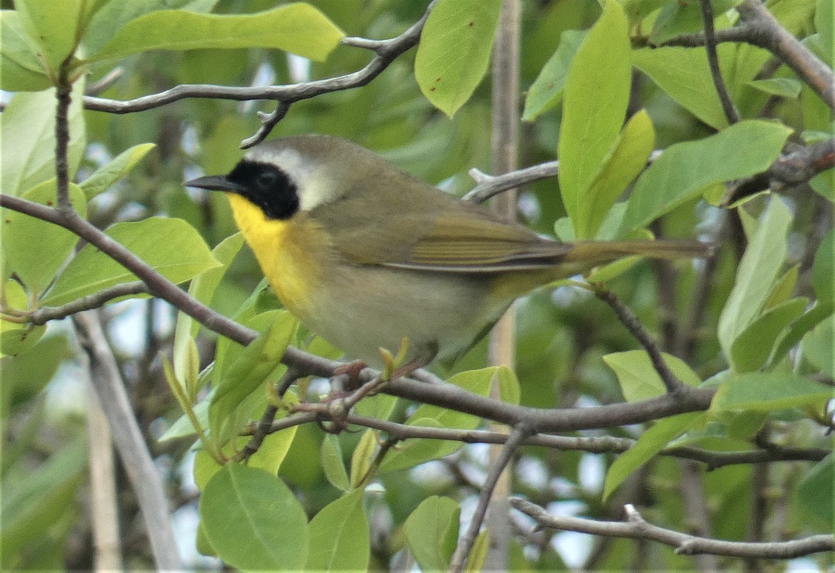 Common Yellowthroat - ML161443011