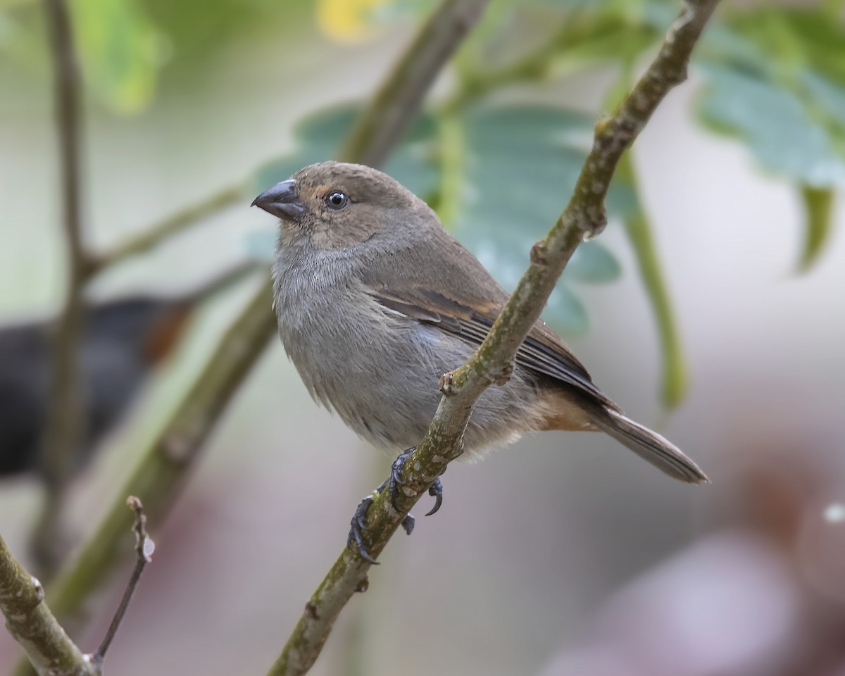 Lesser Antillean Bullfinch - Warren Lynn