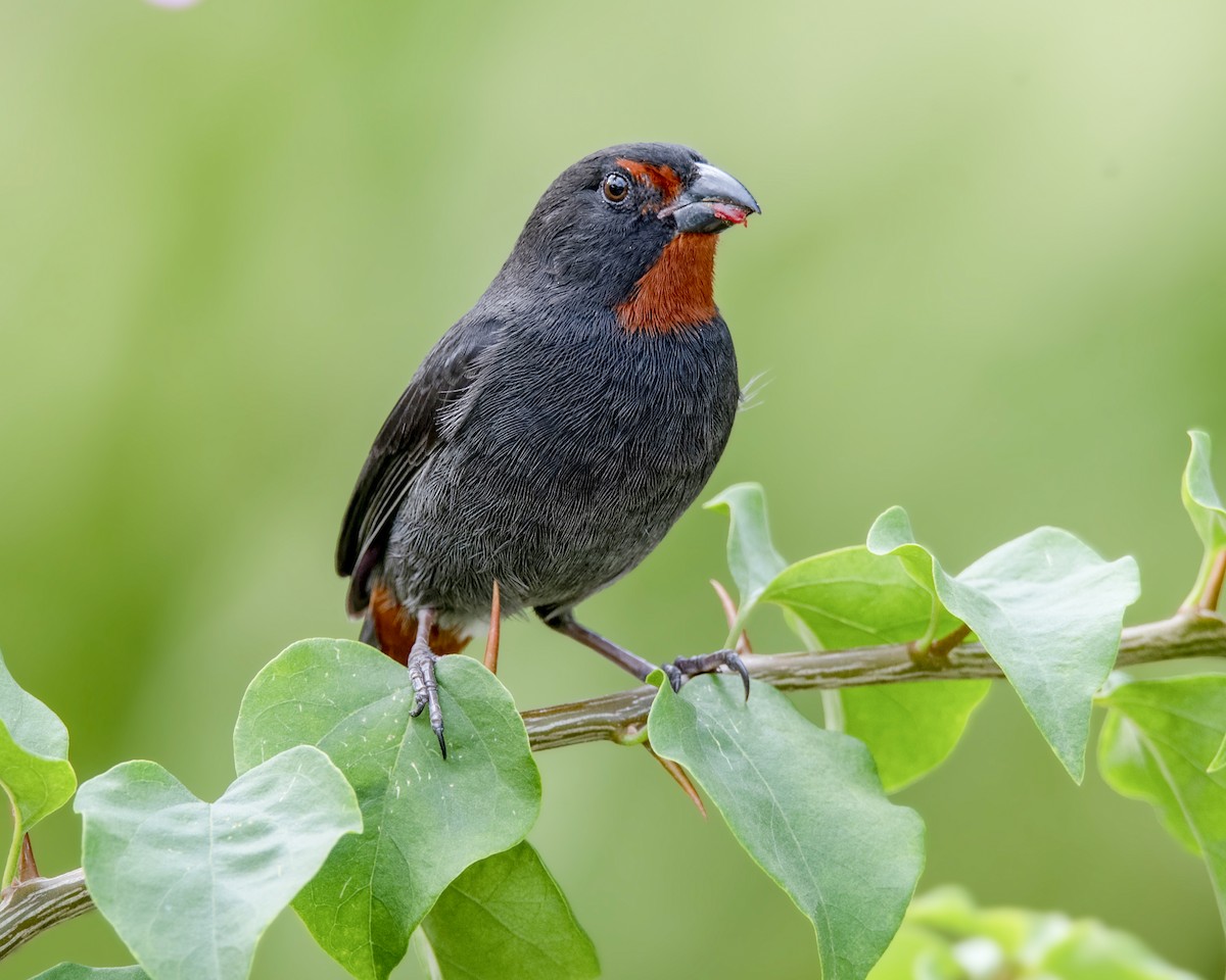 Lesser Antillean Bullfinch - Warren Lynn