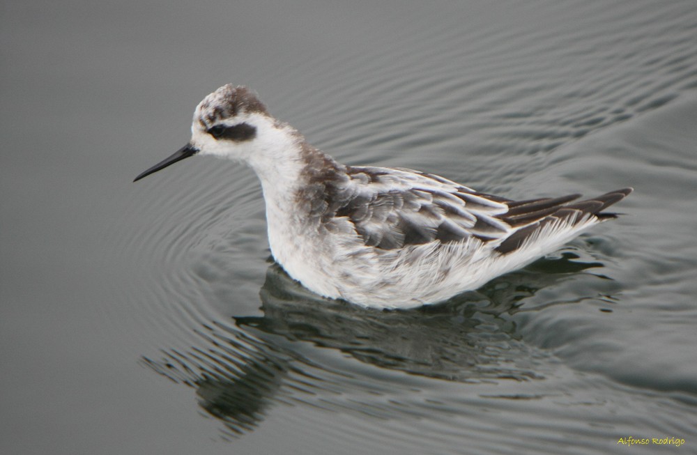 Red-necked Phalarope - ML161443441