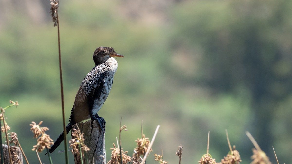 Long-tailed Cormorant - Forest Botial-Jarvis