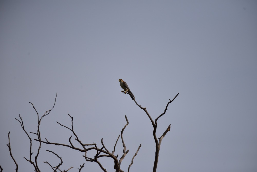 Red-necked Falcon - Vineeth Kumar