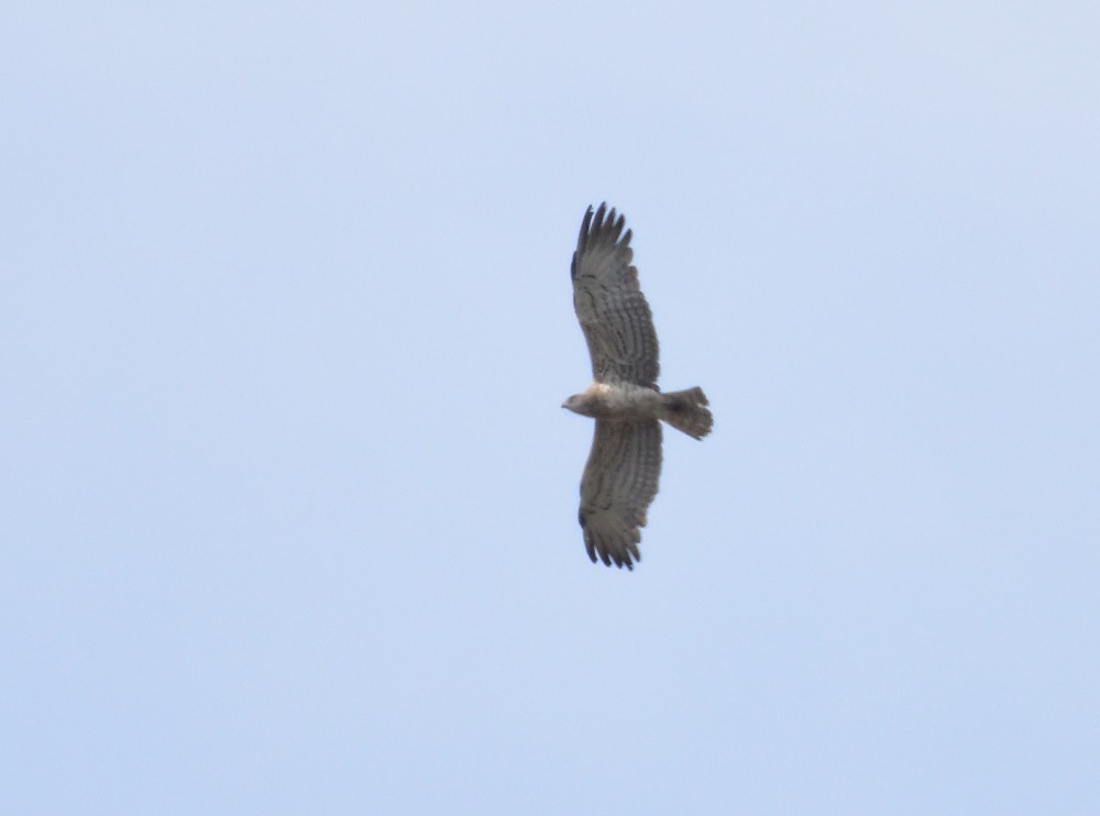 orlík krátkoprstý - ML161445561