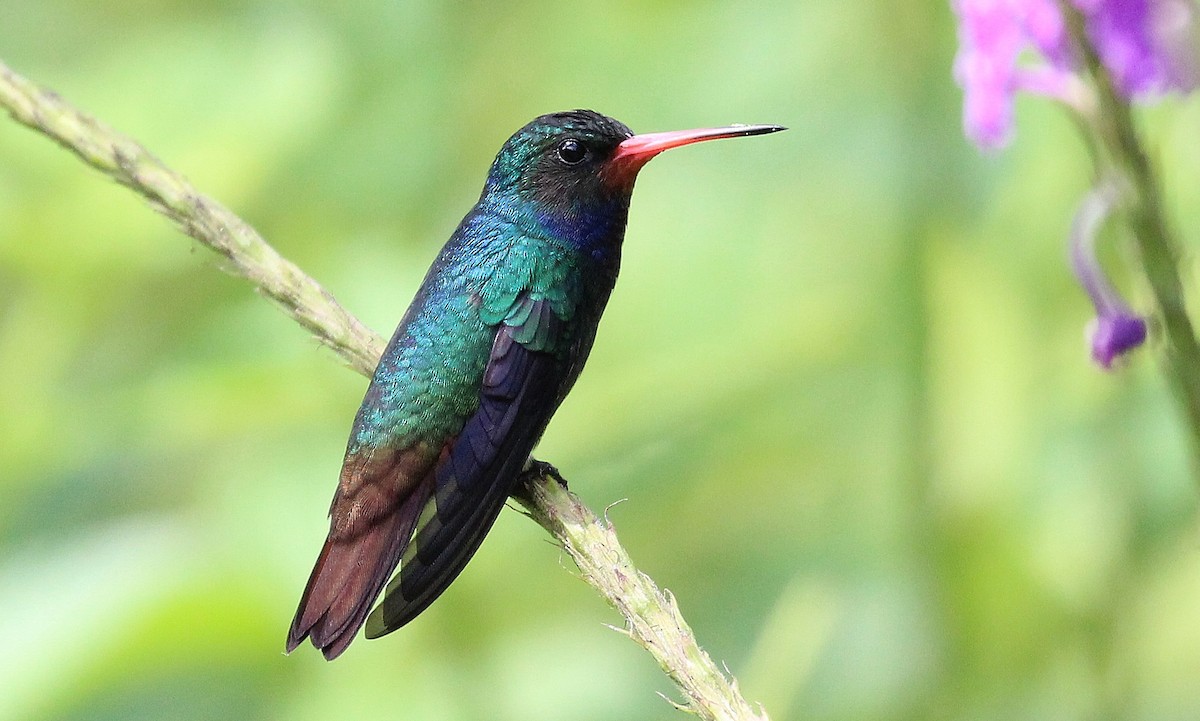 Rufous-throated Sapphire - Saturnino Llactahuaman www.amazonbirding.com