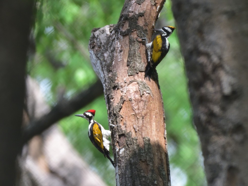 White-naped Woodpecker - Vineeth Kumar