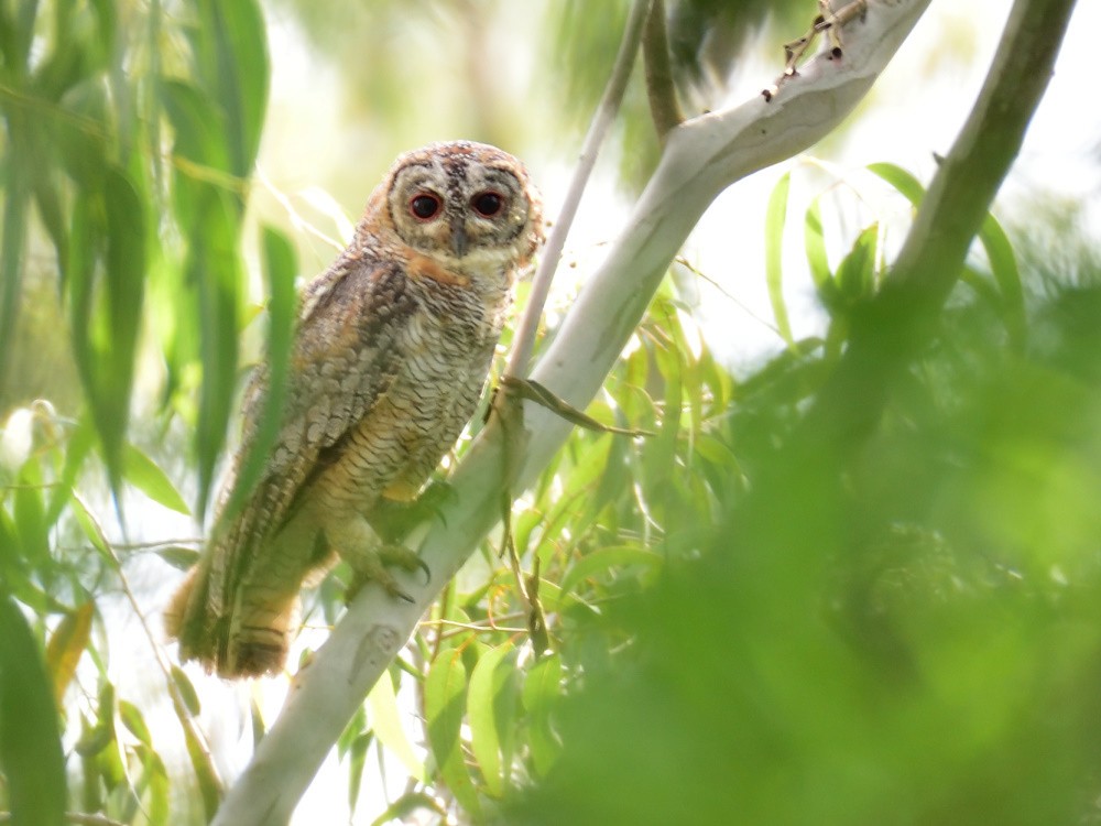 Mottled Wood-Owl - Vineeth Kumar