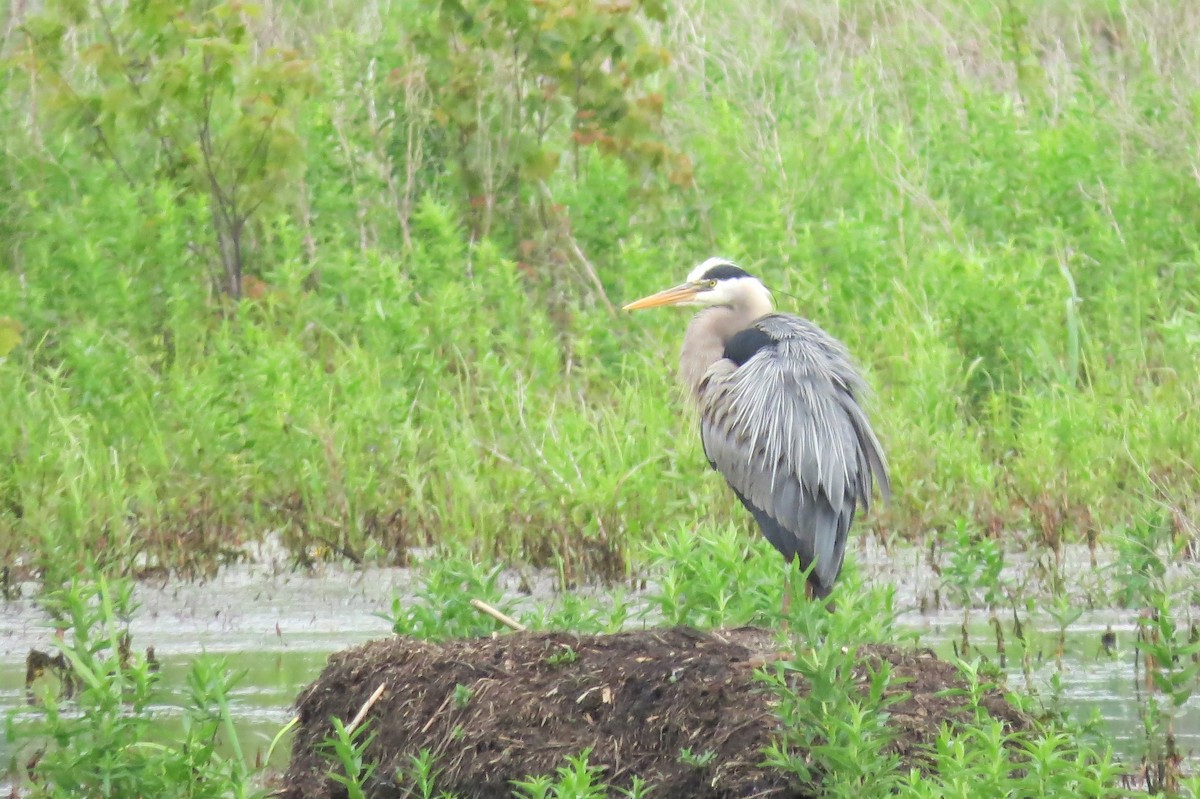 Great Blue Heron - Jarvis Shirky