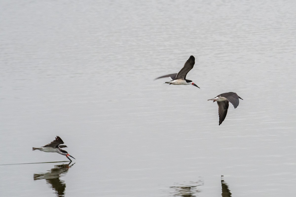 Black Skimmer - ML161446091