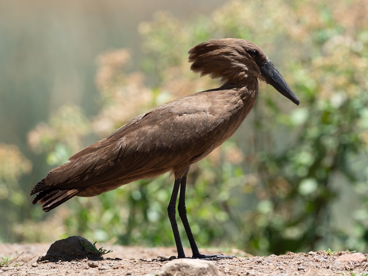 Hamerkop - Forest Botial-Jarvis