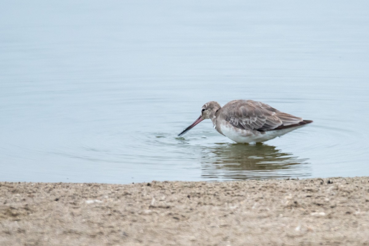 Hudsonian Godwit - ML161446911