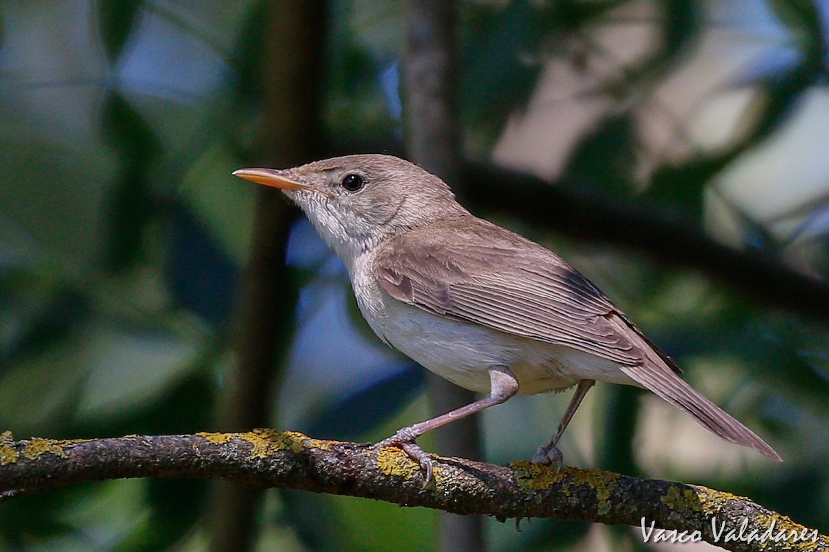 Western Olivaceous Warbler - ML161448351