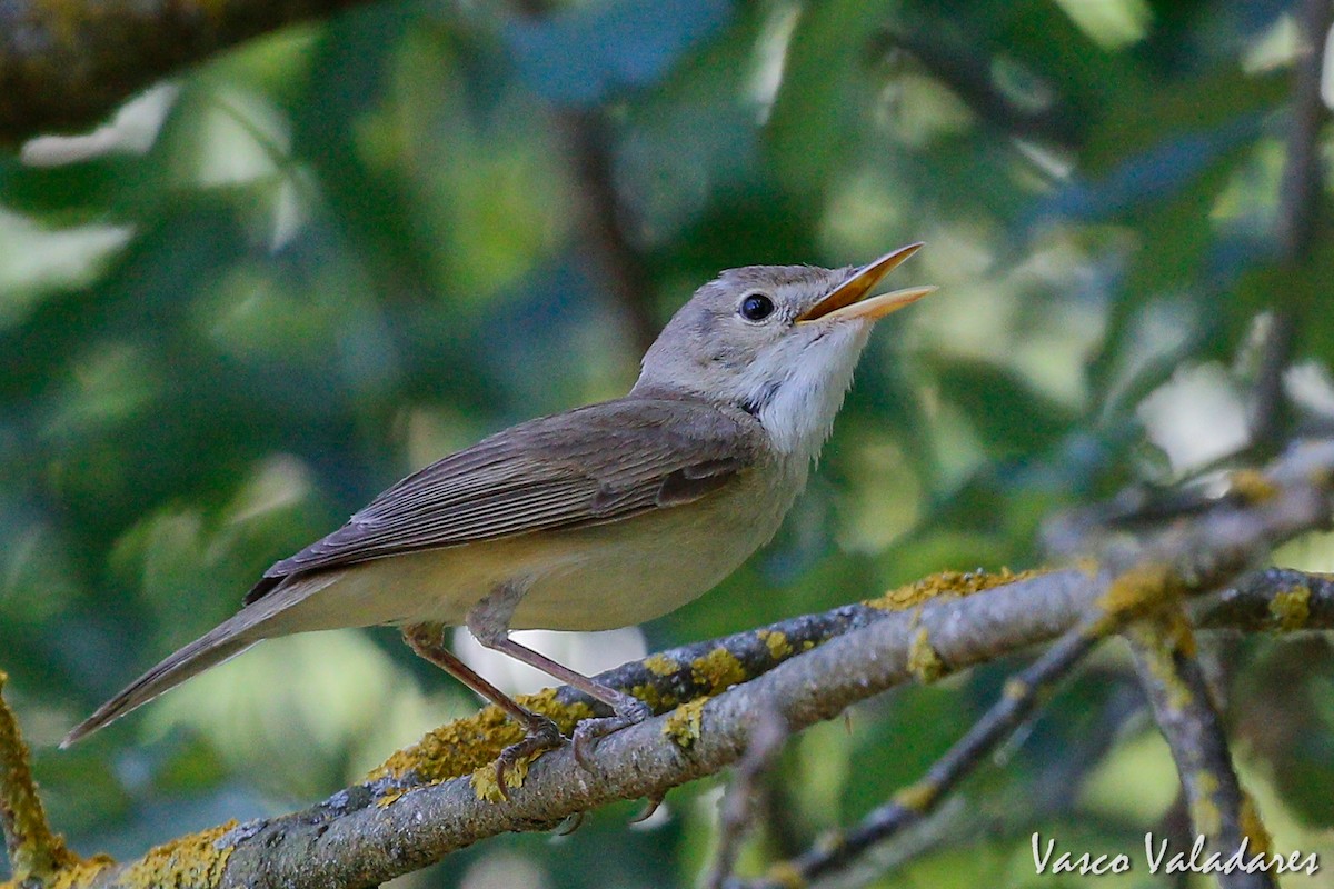 Western Olivaceous Warbler - ML161448361