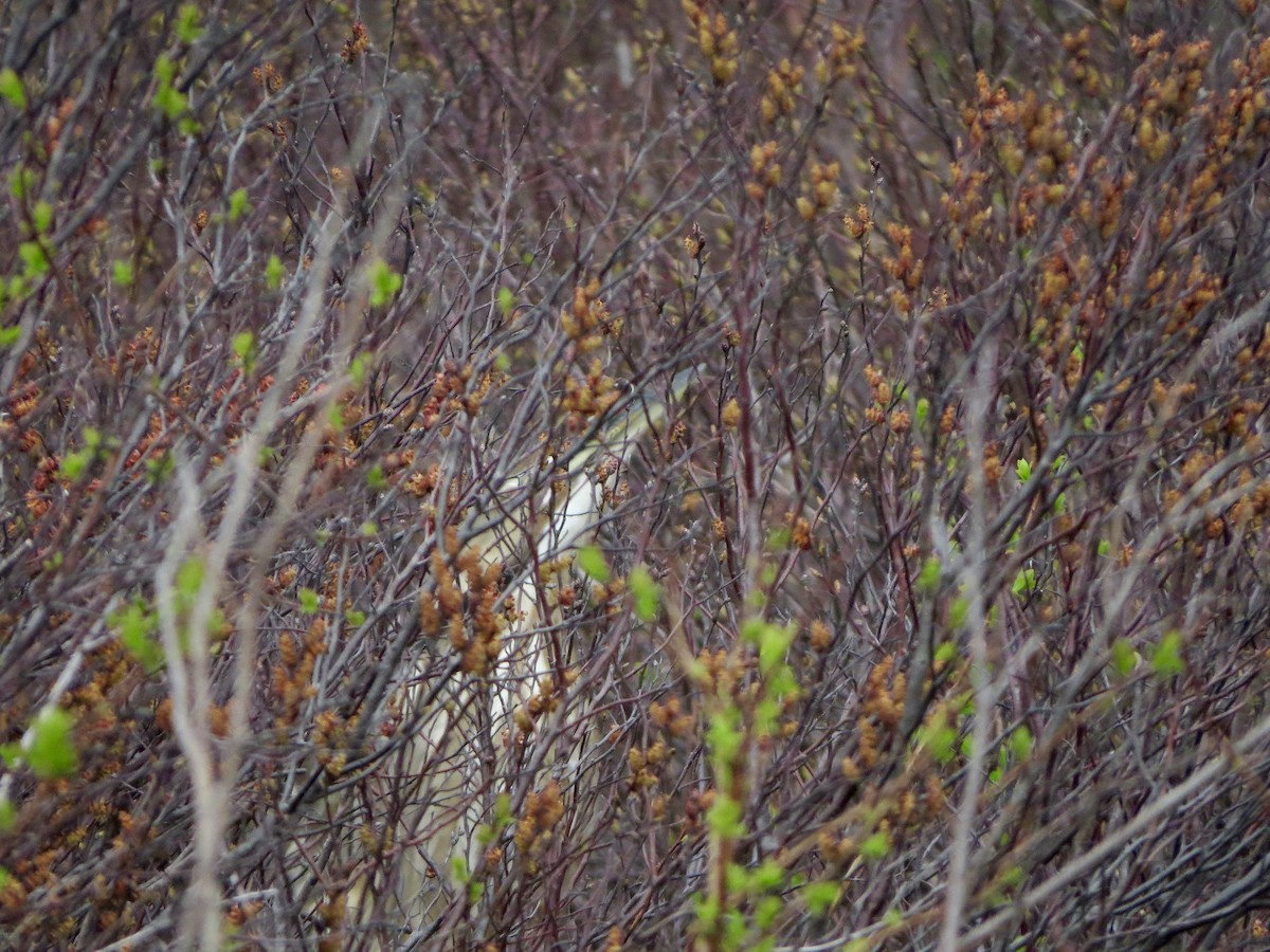 American Bittern - Jeanne-Marie Maher