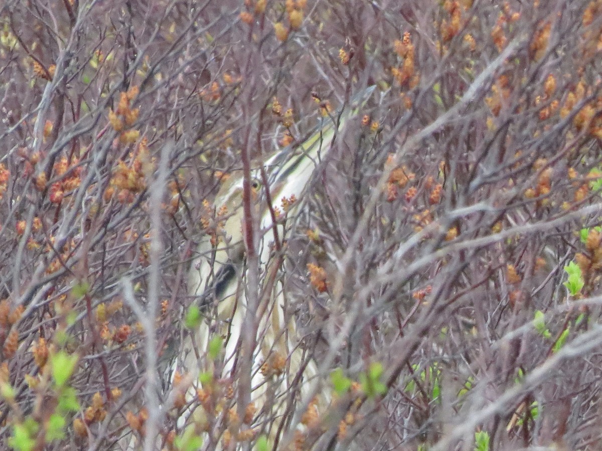 American Bittern - Jeanne-Marie Maher