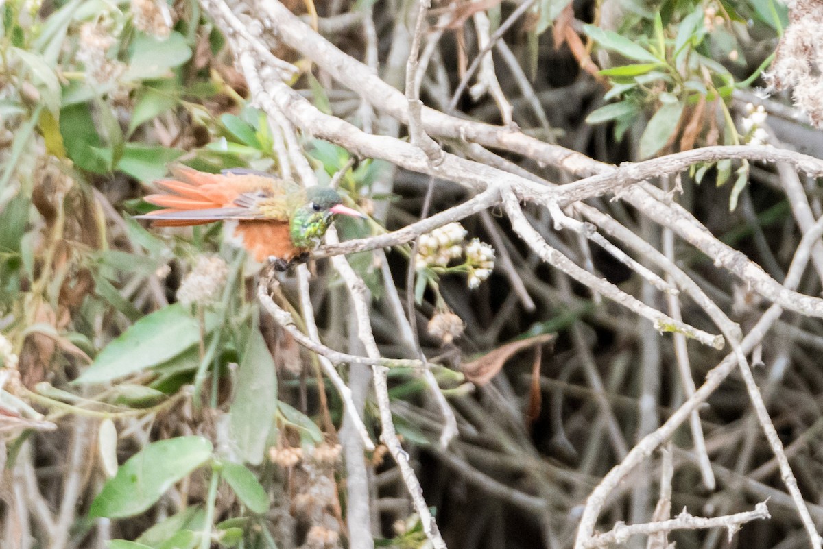 ML161451011 - Amazilia Hummingbird - Macaulay Library
