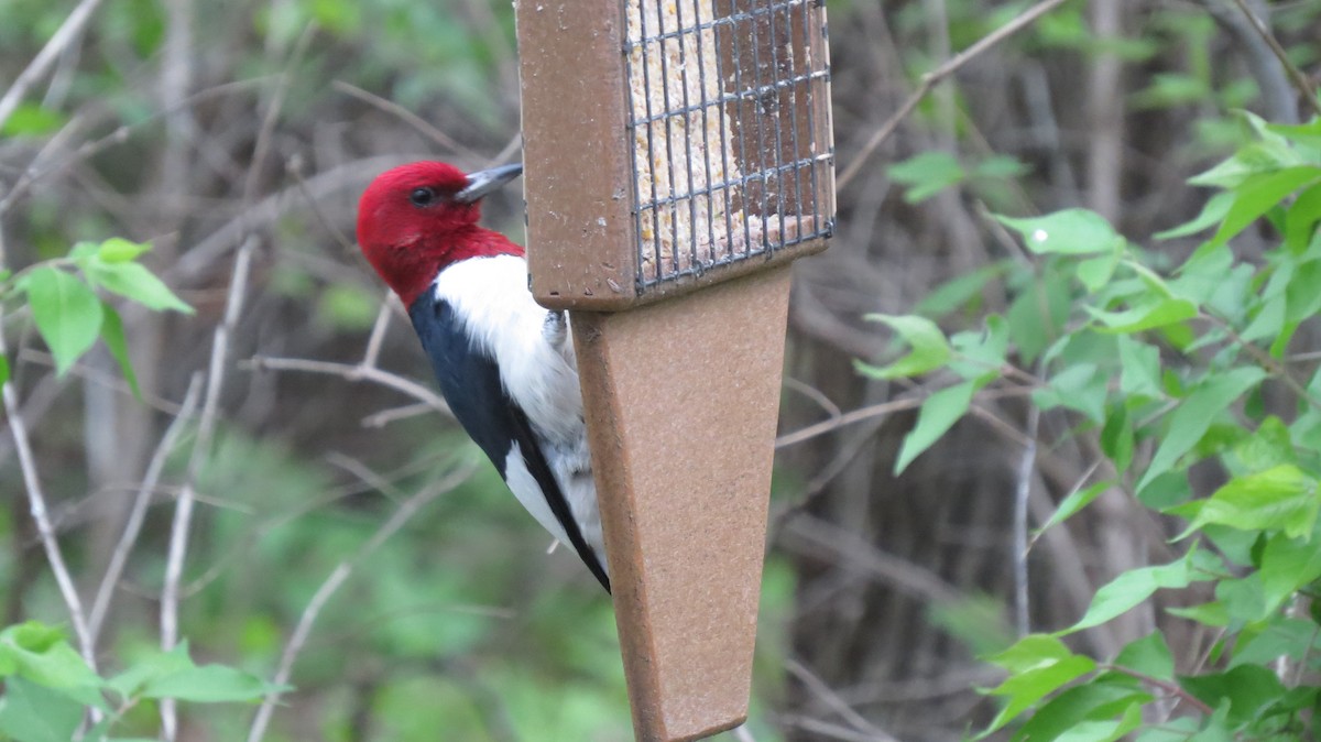 Red-headed Woodpecker - ML161451461