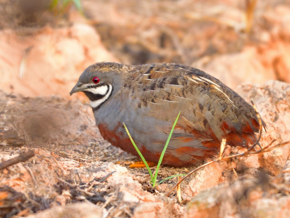 křepelka čínská - ML161451521