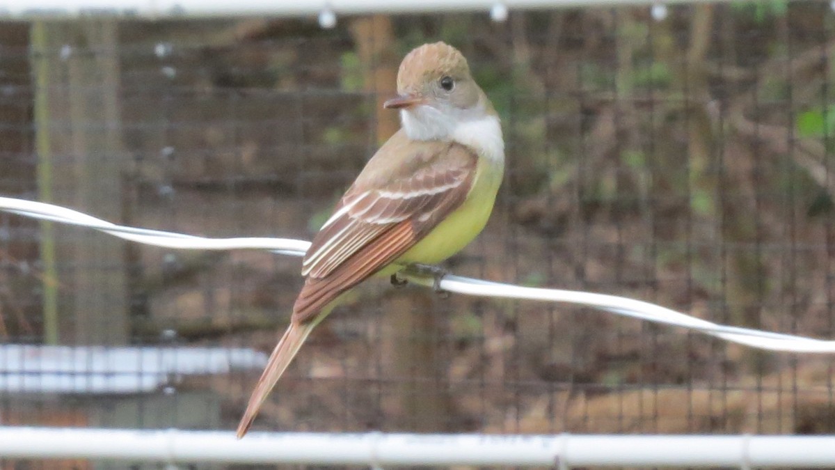 Great Crested Flycatcher - ML161451611