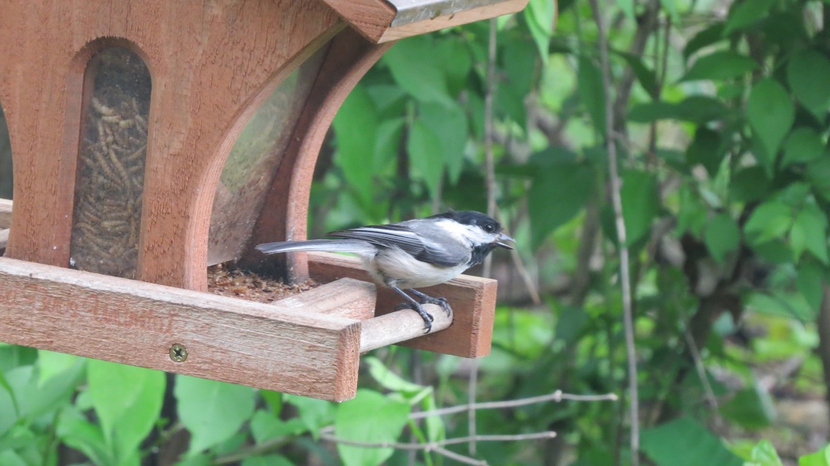 Black-capped Chickadee - ML161451731