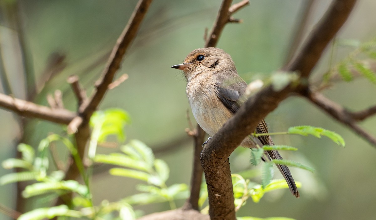 African Dusky Flycatcher - Forest Botial-Jarvis