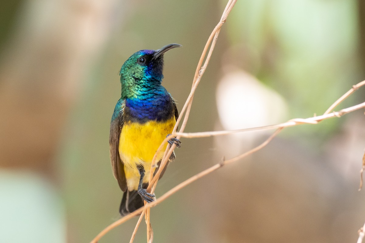 Variable Sunbird - ML161452761