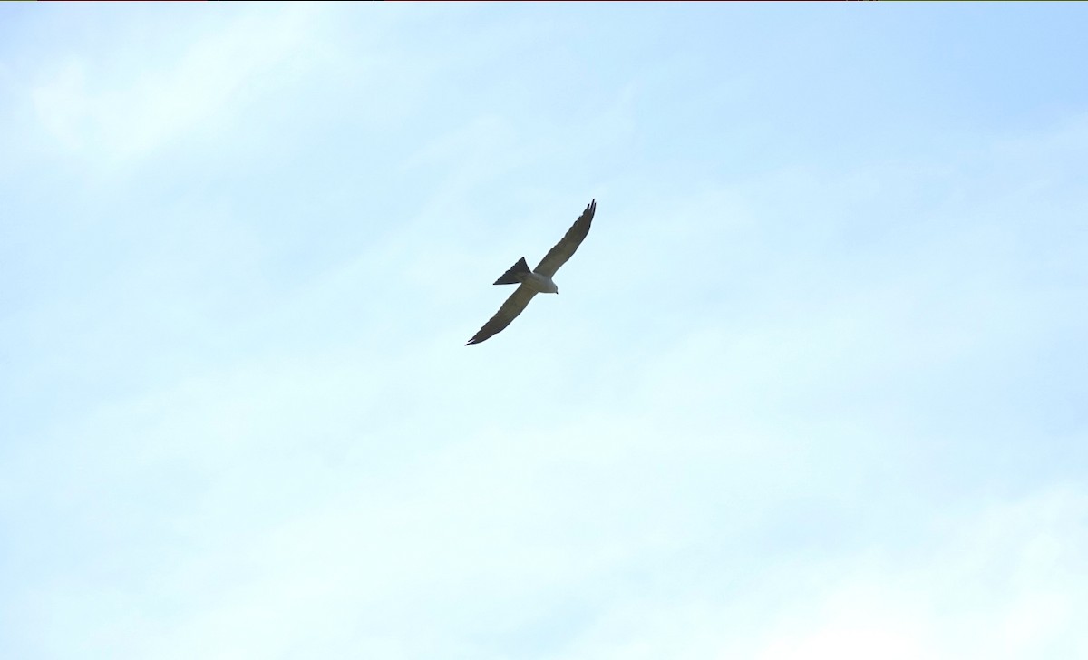 Mississippi Kite - deborah grimes