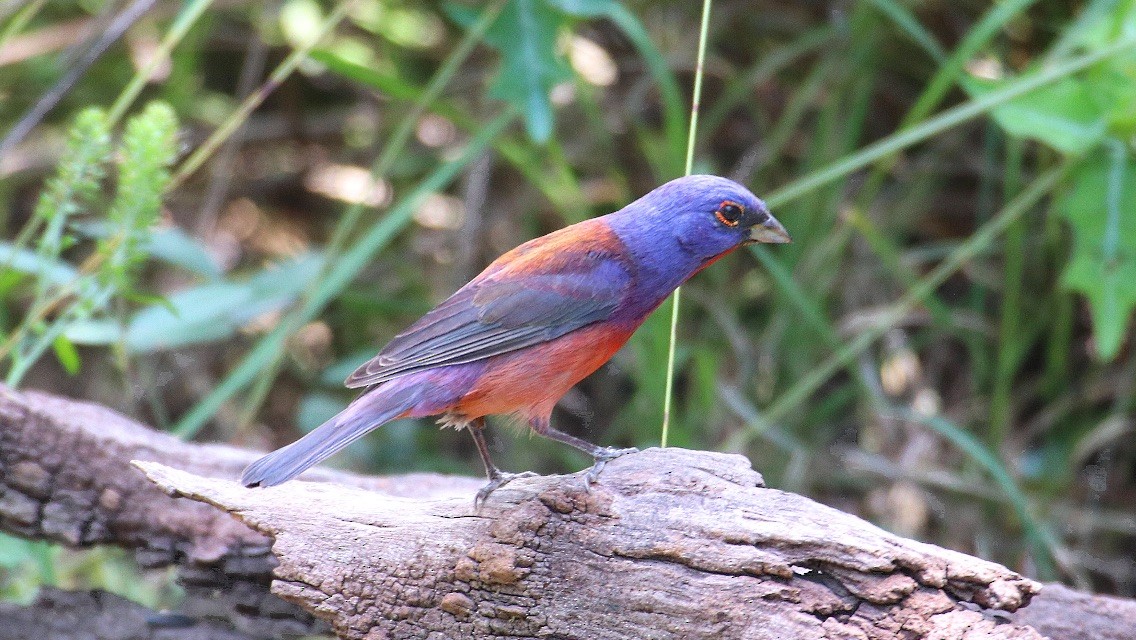 Varied x Painted Bunting (hybrid) - ML161455051