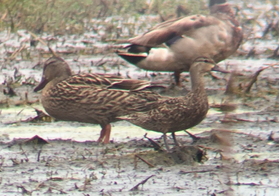 Green-winged Teal - ML161455161