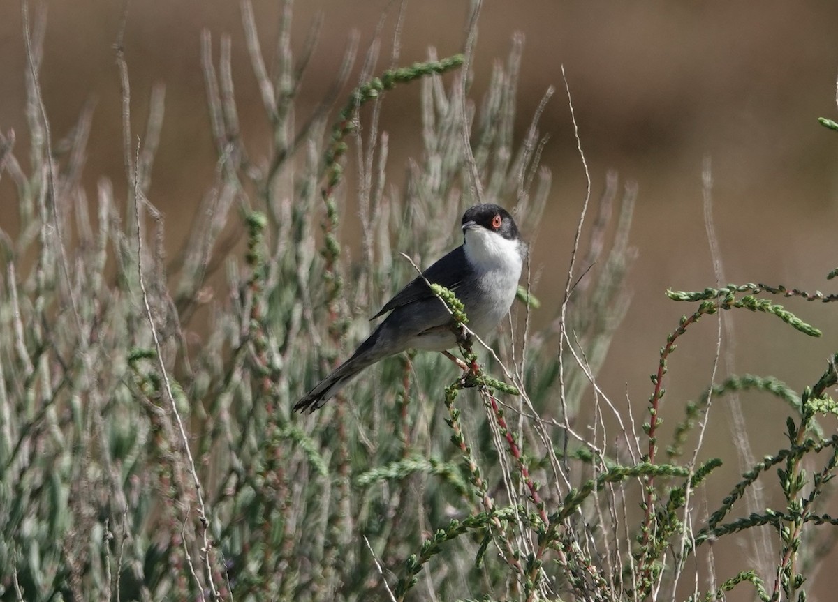 Sardinian Warbler - Jana Lagan