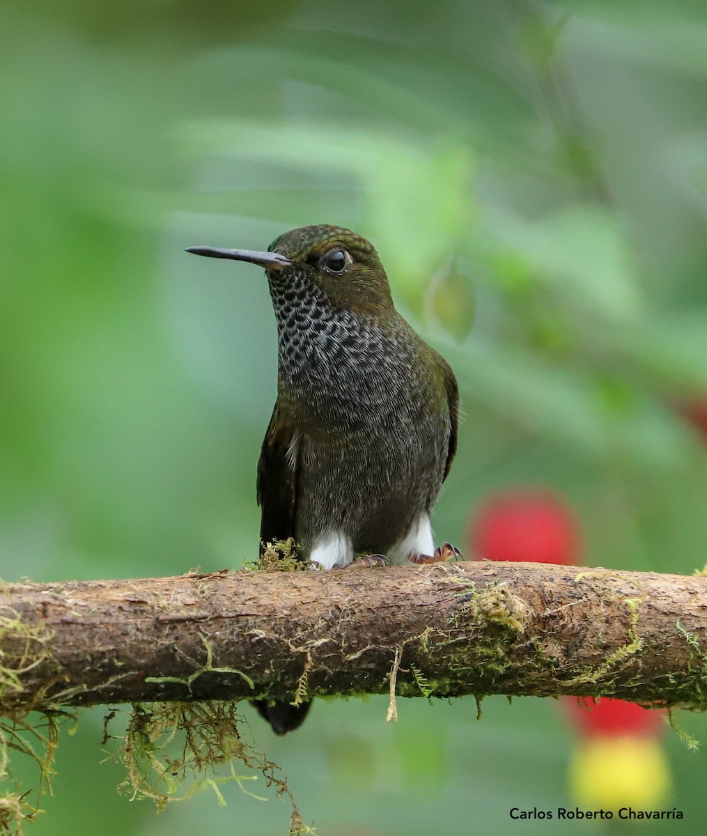 Hoary Puffleg - ML161460031