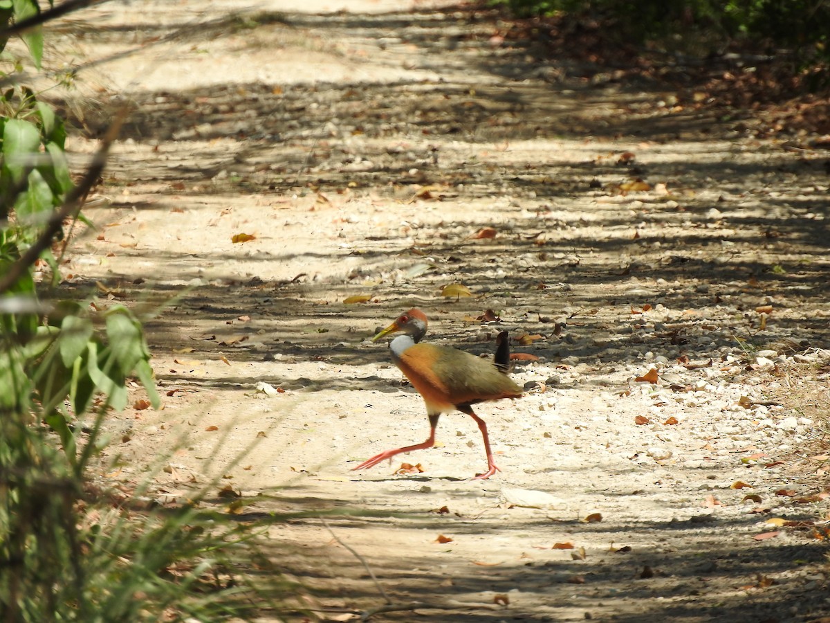 Russet-naped Wood-Rail - ML161461871