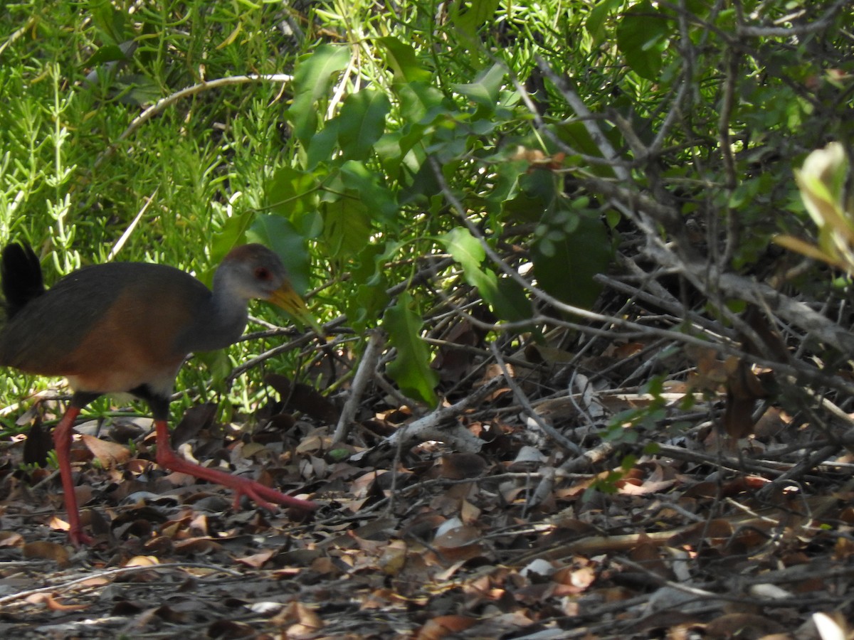 Russet-naped Wood-Rail - ML161462191