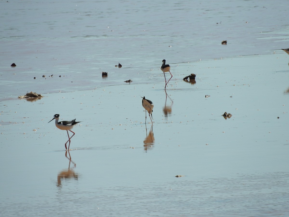 Black-necked Stilt - ML161462311