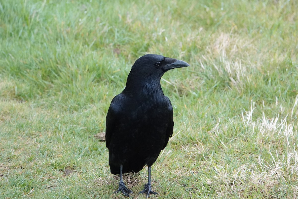 Carrion Crow - David Schroder