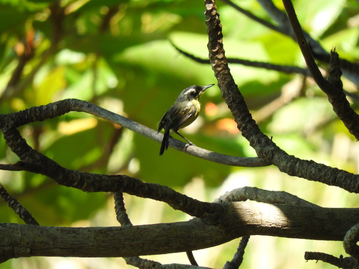 Common Tody-Flycatcher - ML161463661