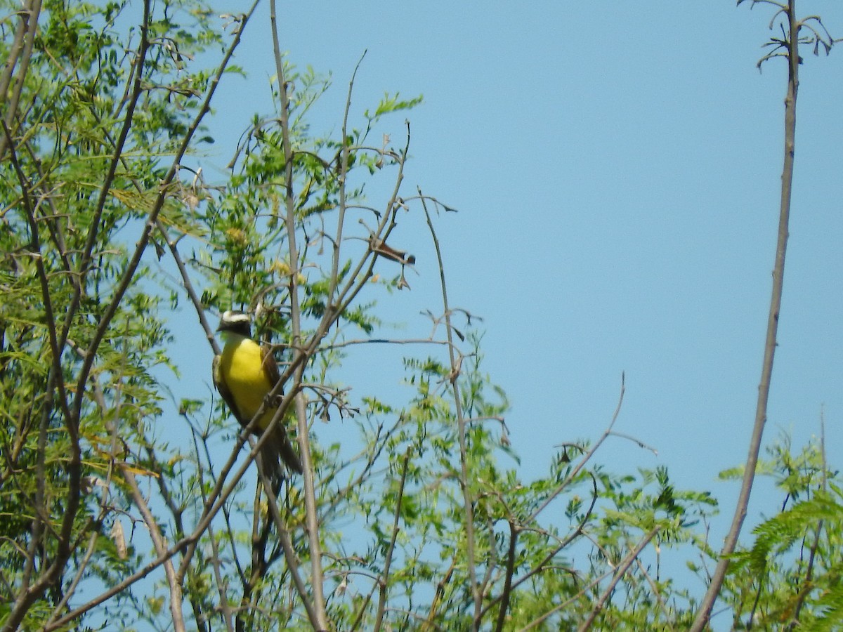 Social Flycatcher - Janet  Guardiola