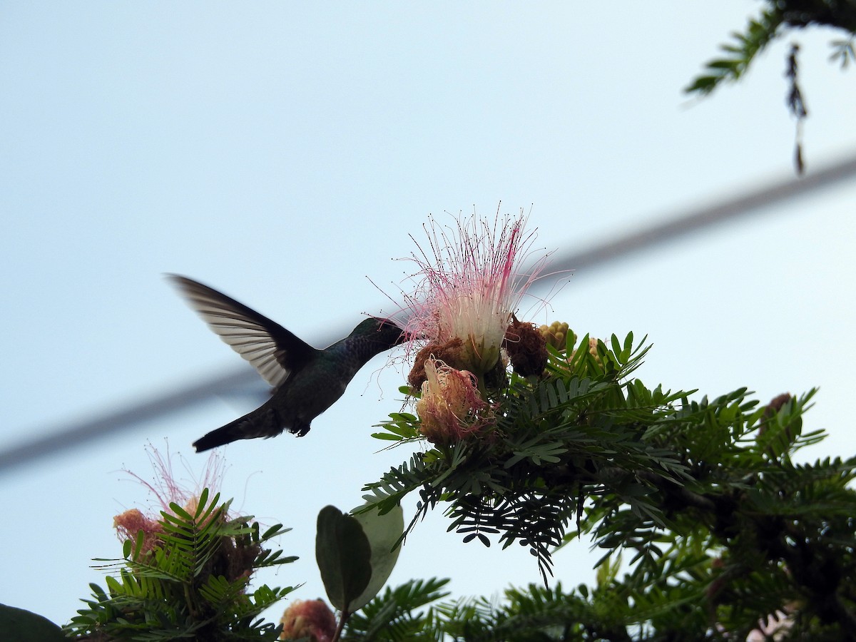 Blue-chested Hummingbird - Luis Gonzalez