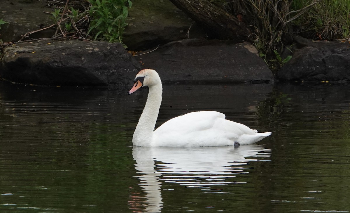 Cygne tuberculé - ML161464331