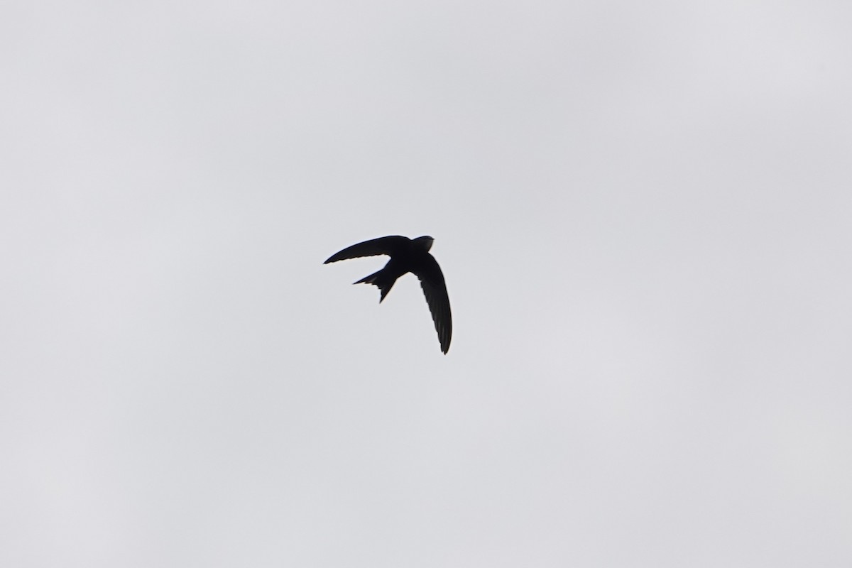 Common Swift - ML161464401