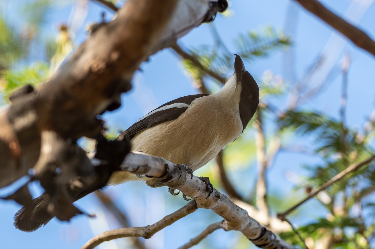 Ethiopian Boubou - ML161464991