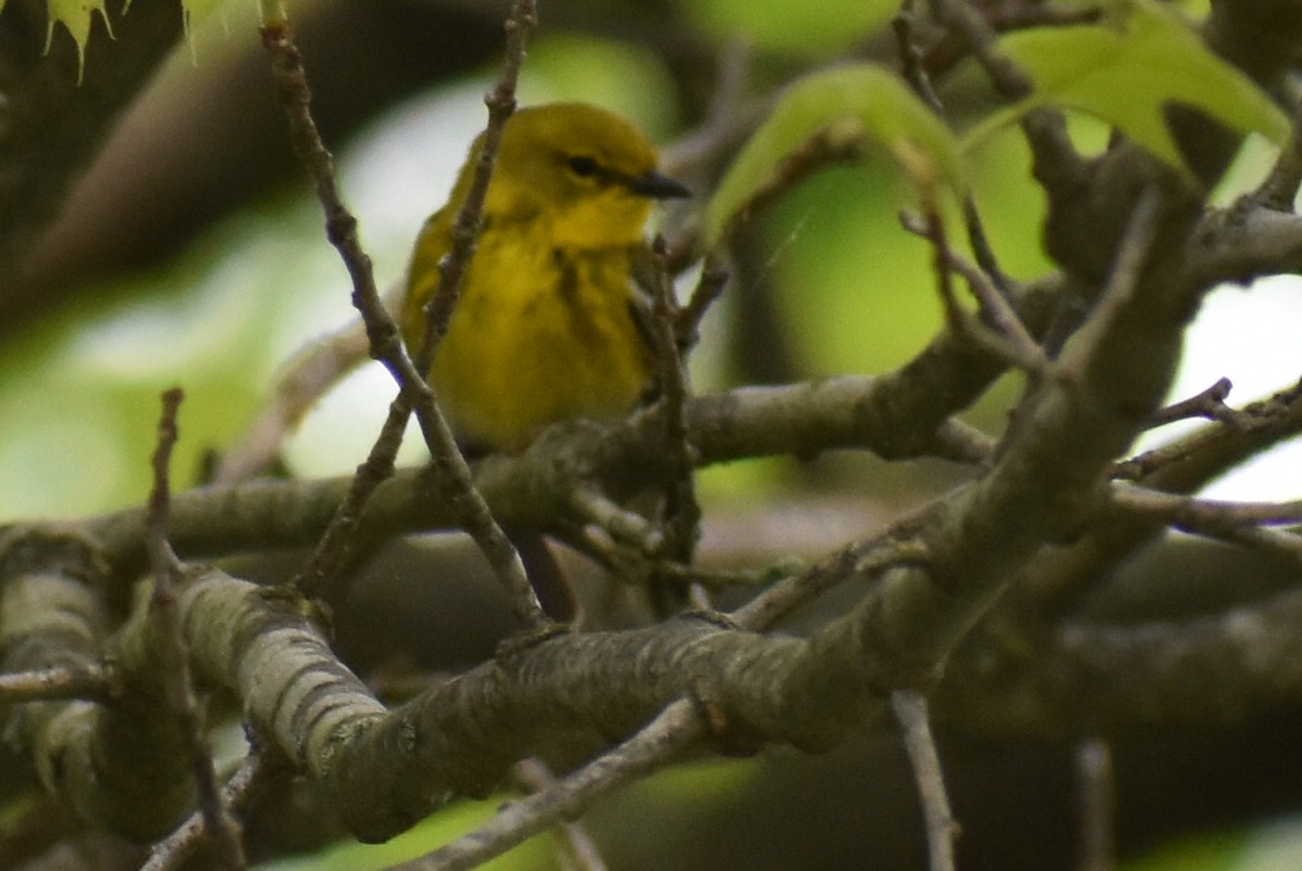 Pine Warbler - ML161465431