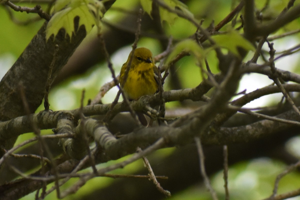 Pine Warbler - ML161465481