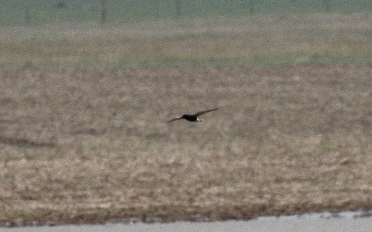 Black Tern - ML161466001