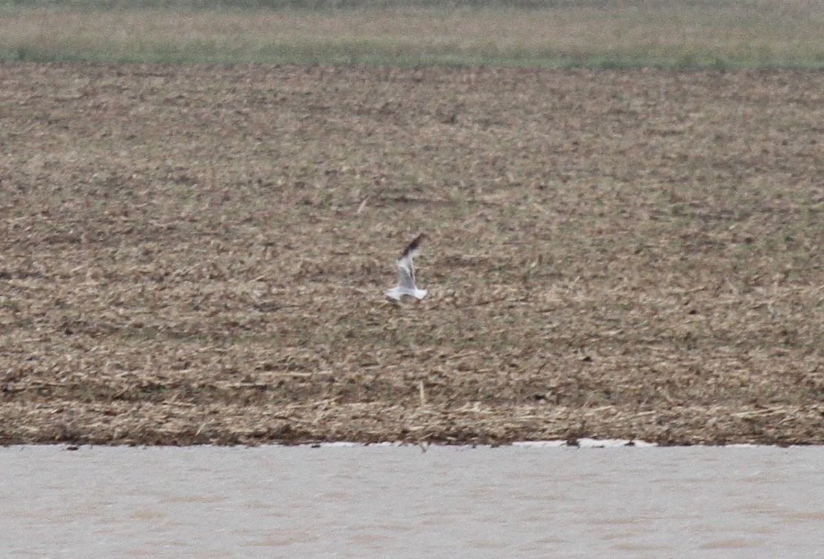 Ring-billed Gull - ML161466041