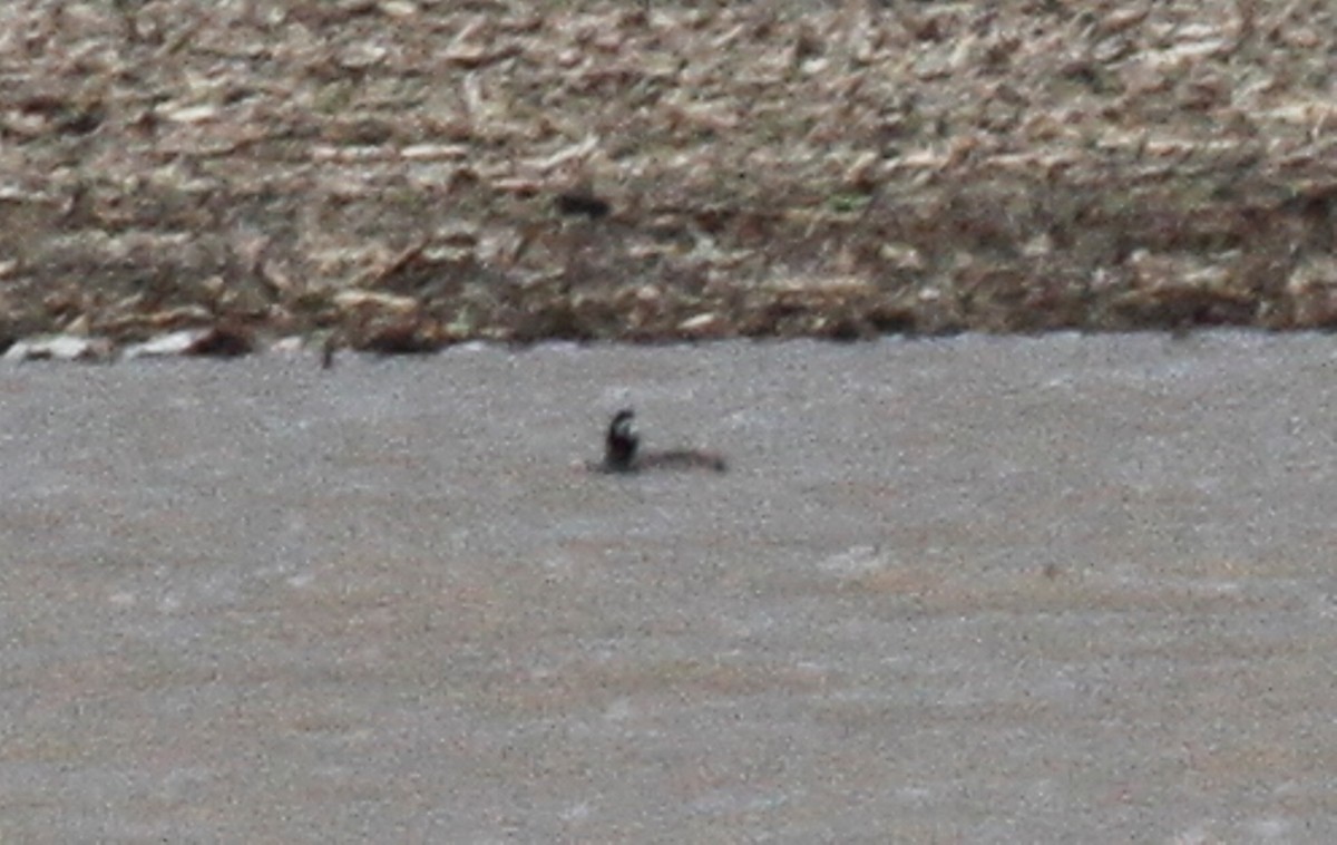 Greater Scaup - Greg Cook