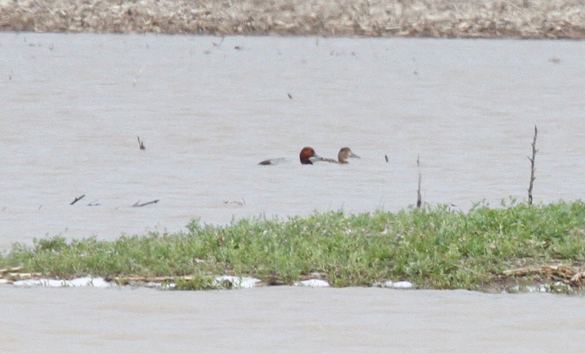 Fuligule à tête rouge - ML161466141