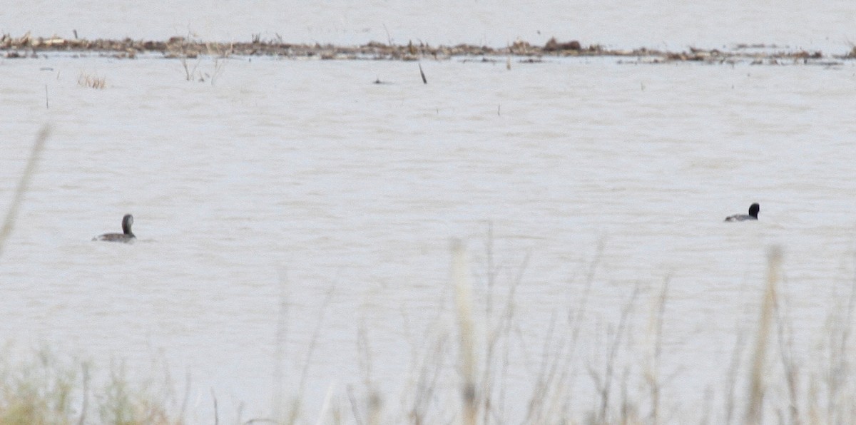 Pied-billed Grebe - ML161466281