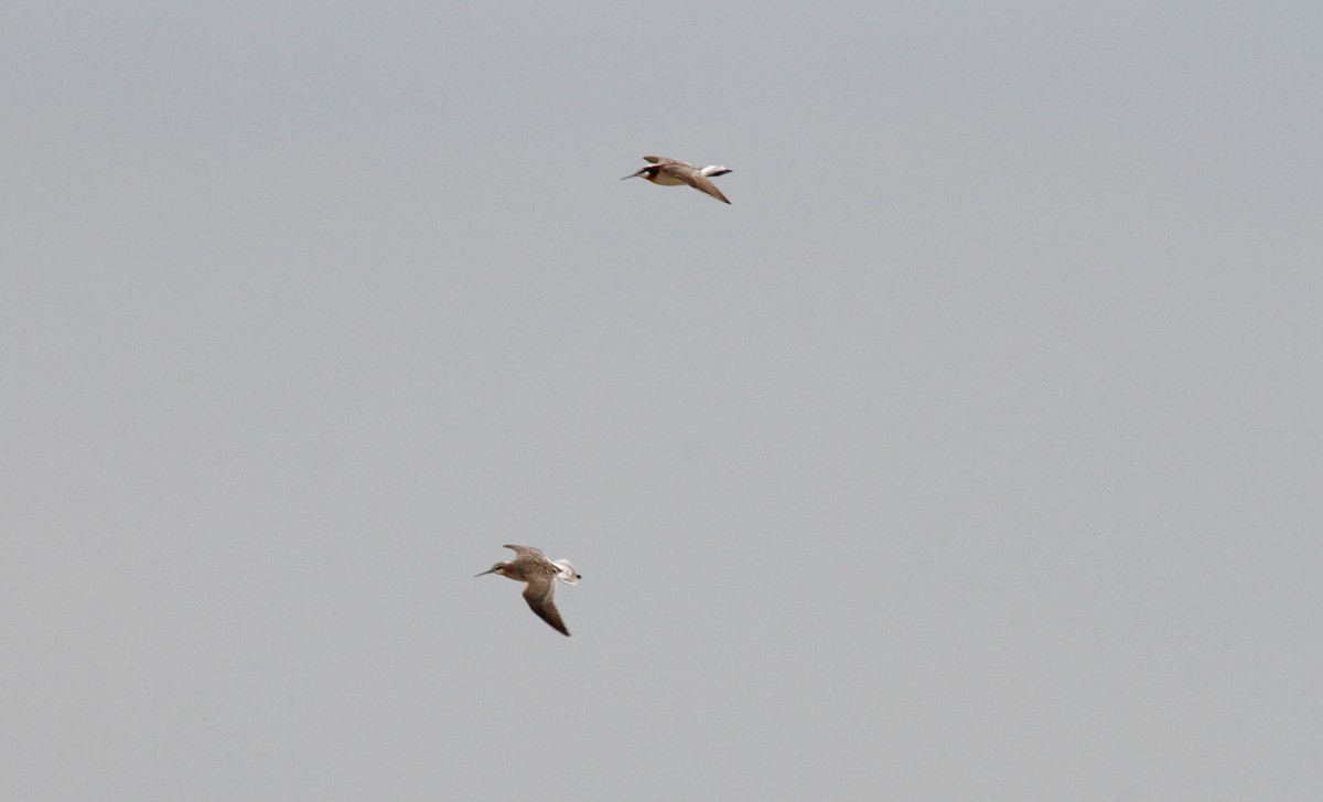 Wilson's Phalarope - ML161466341