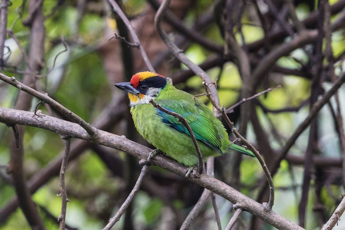 Golden-throated Barbet - Stefan Hirsch